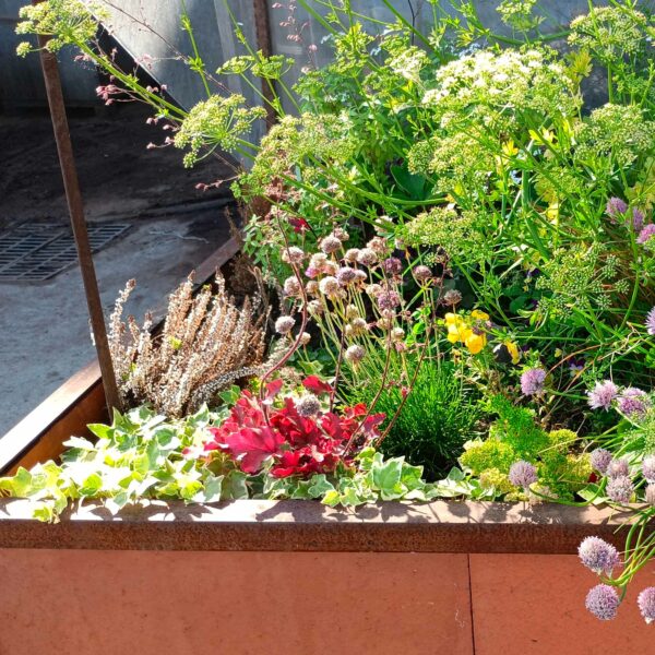 CARRÉ POTAGER